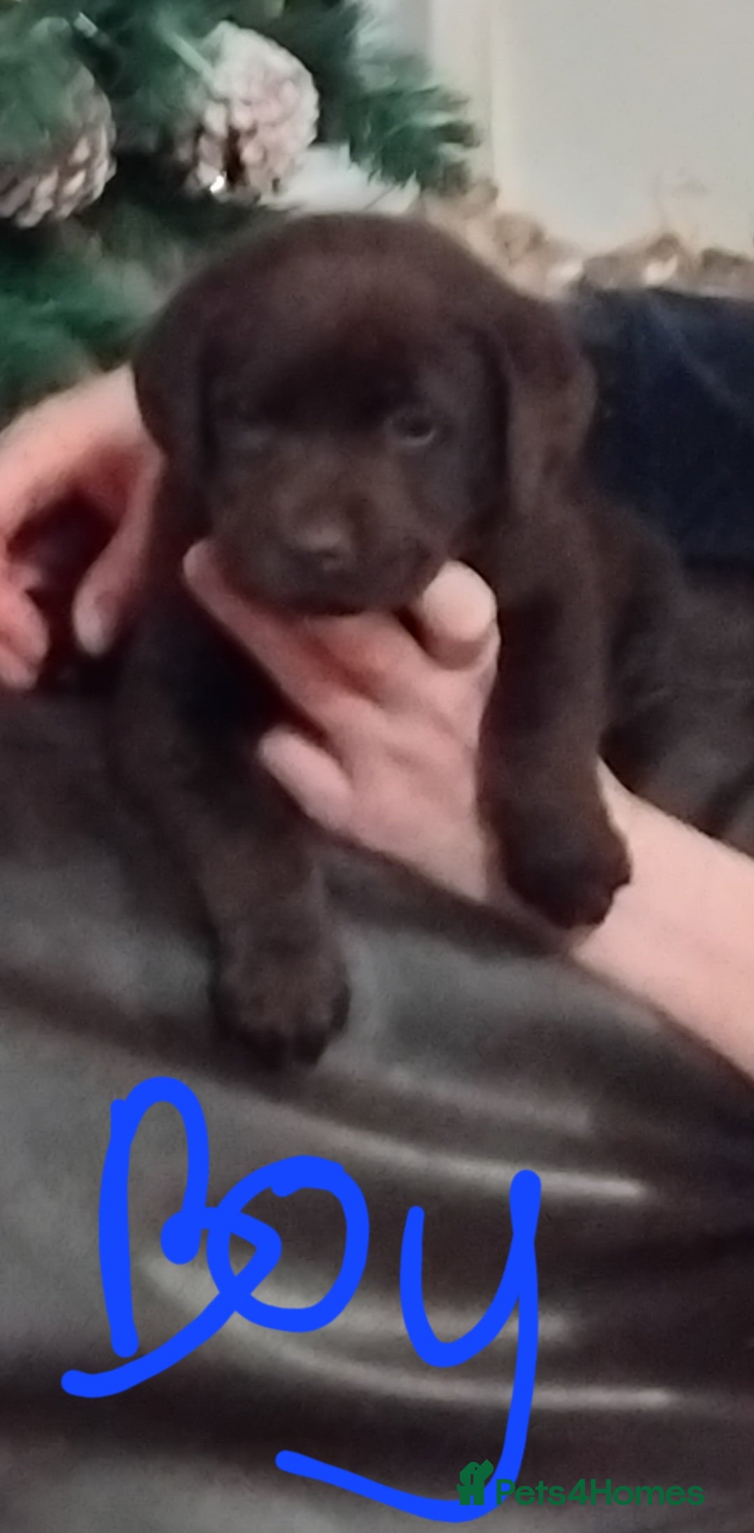 Labrador Retriever dogs for sale: Lovely Labrador puppies  - Advert 3