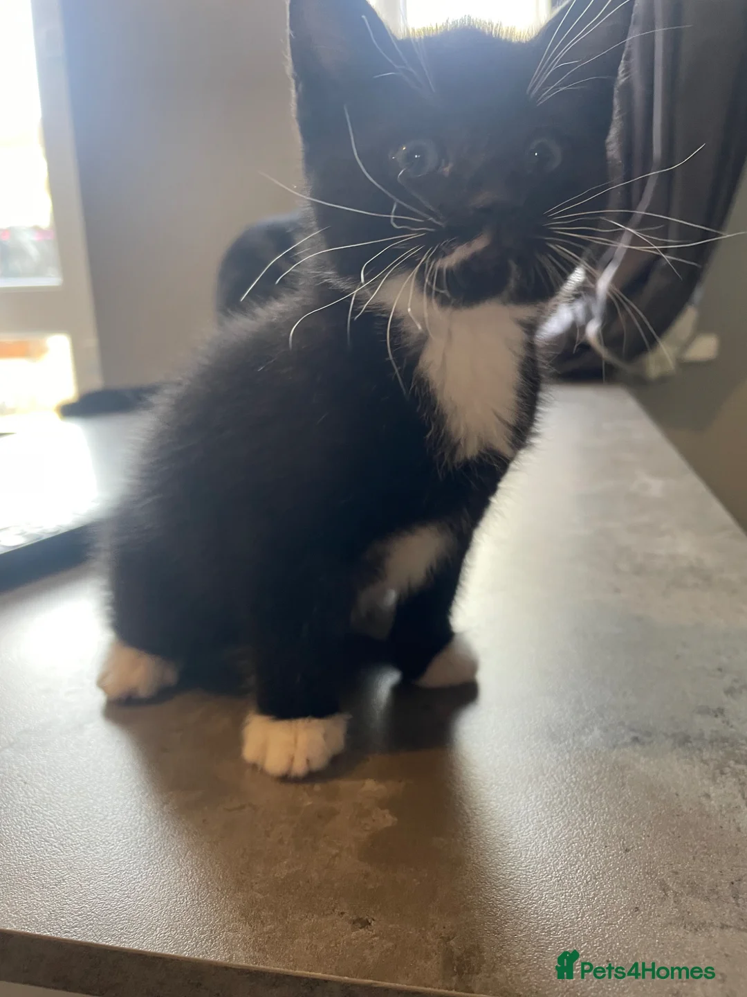 Mixed Breed cats for sale: 6 kittens for sale  - Advert 1