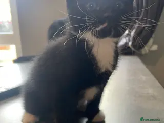 Mixed Breed cats 6 kittens for sale - Advert 1