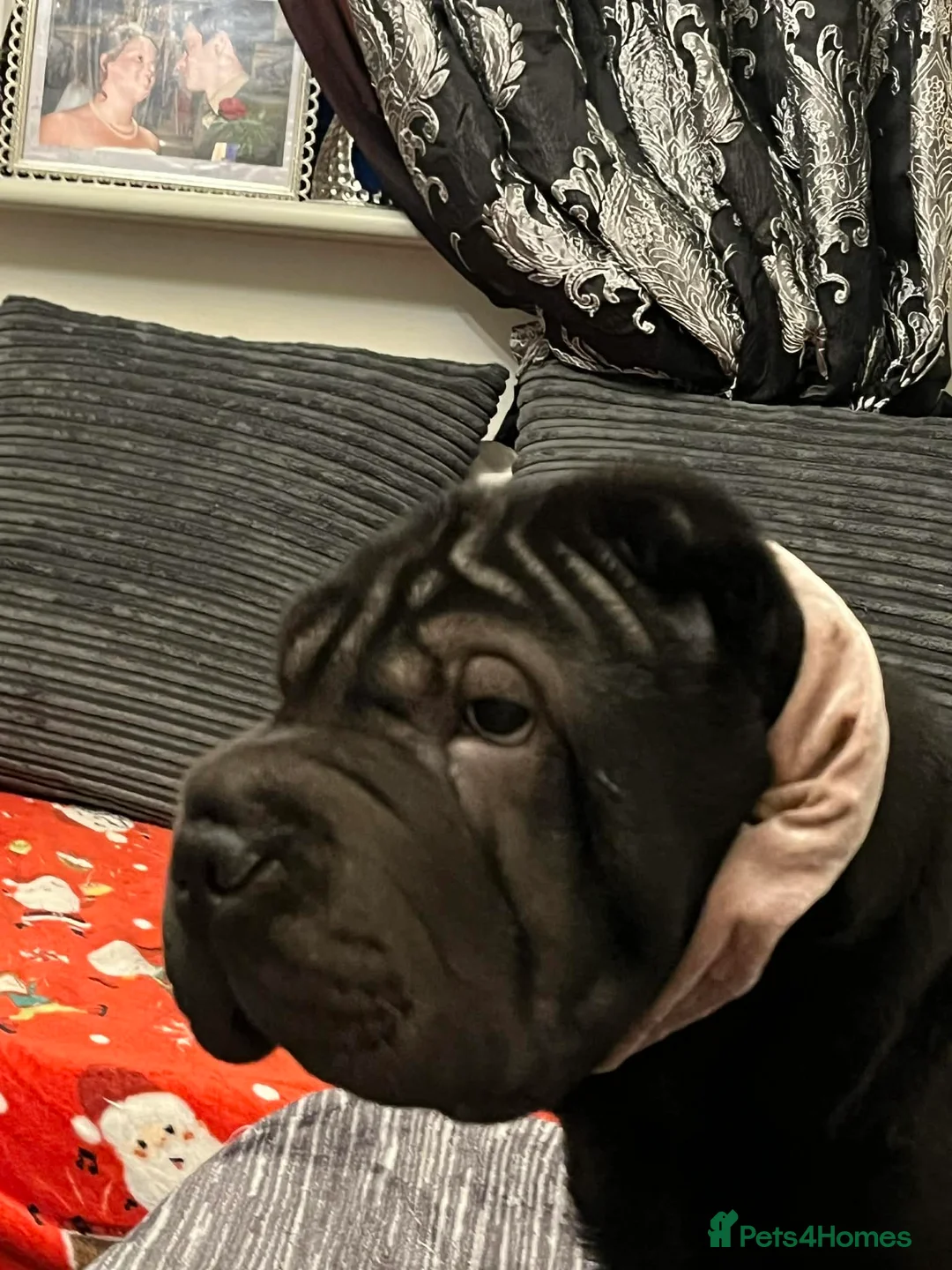Shar Pei dogs for sale: Shar pei male 8 months old, black - Advert 2