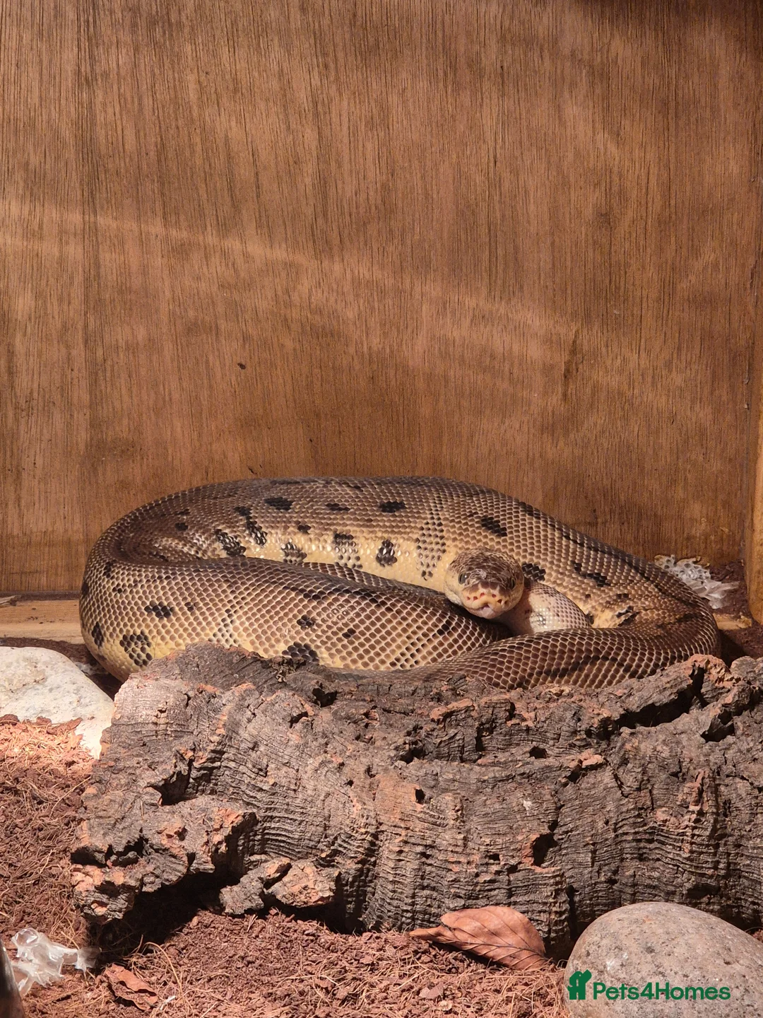 Python Snake reptiles for sale: Female royal pythons - Advert 4