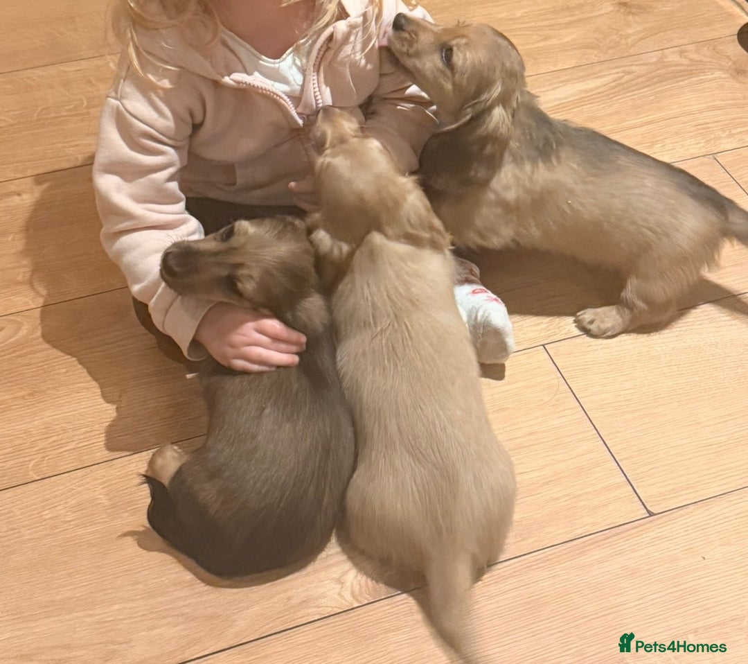 Miniature Dachshund dogs for sale: Uk champion mother - kc registered - Advert 2