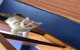 Mixed Breed cats for sale: Heart-Marked & Beautiful Kittens Ready - Image 26