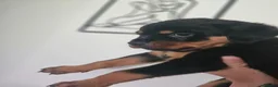 Rottweiler dogs for sale: Exceptional Rottweiler Pups- ready in a week! - Advert 19