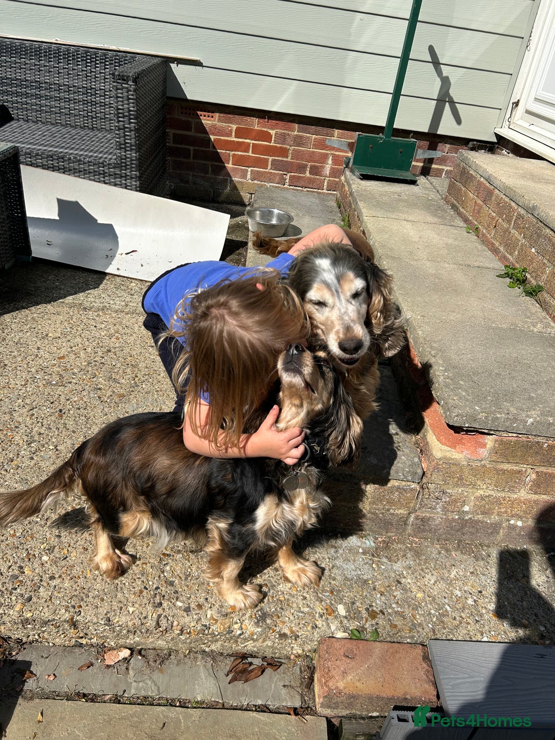 Cocker Spaniel dogs for sale: ⭐️⭐️TOP QUALITY  KC SHOW COCKER SPANIEL PUPS ⭐️⭐️ - Image 1
