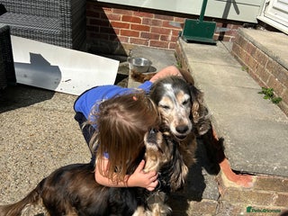 Cocker Spaniel dogs - Advert 4