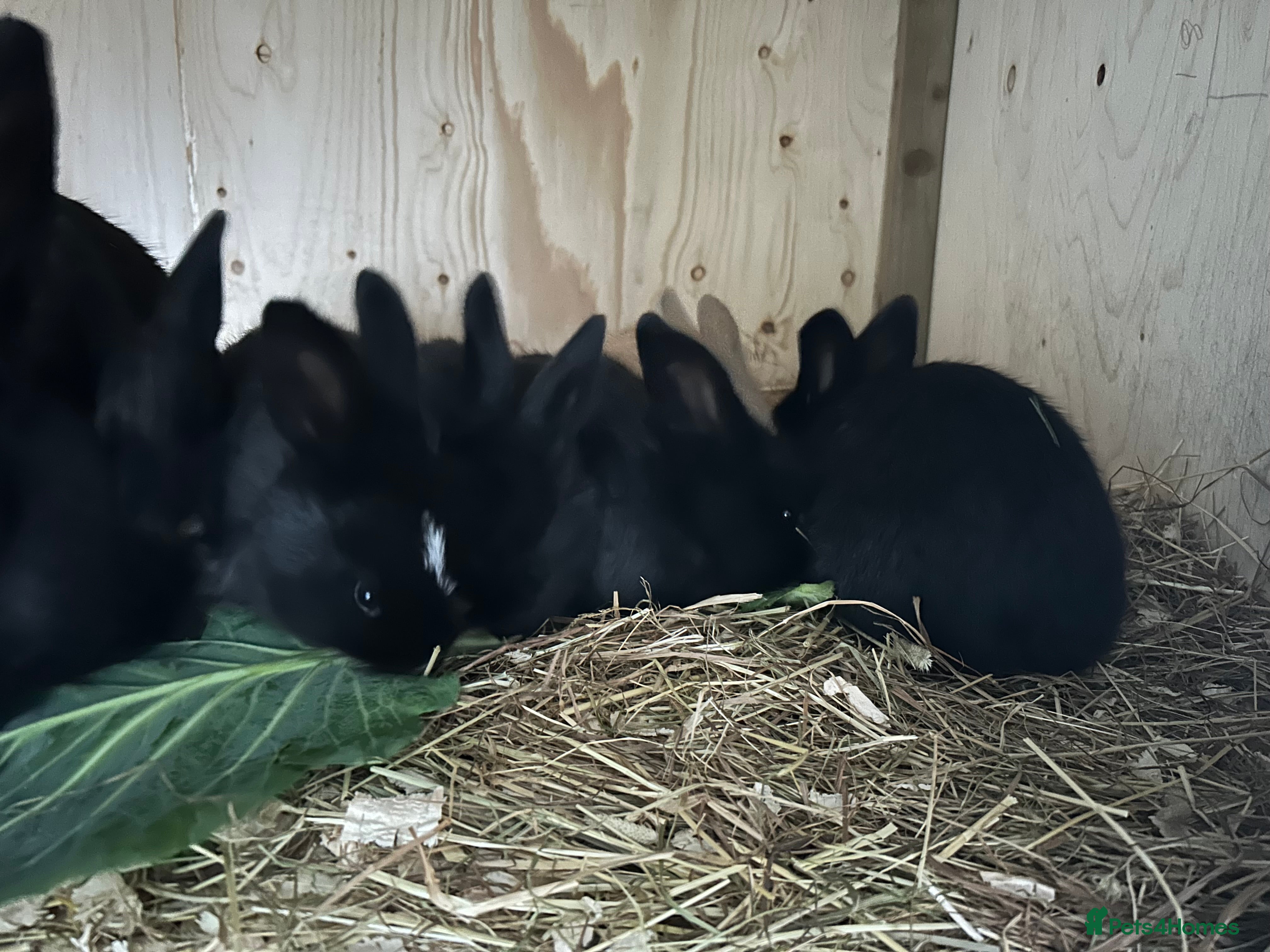 Continental Giant rabbits Baby continental giant to reserve  - Advert 1