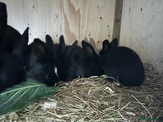 Continental Giant rabbits Baby continental giant to reserve - Advert 5