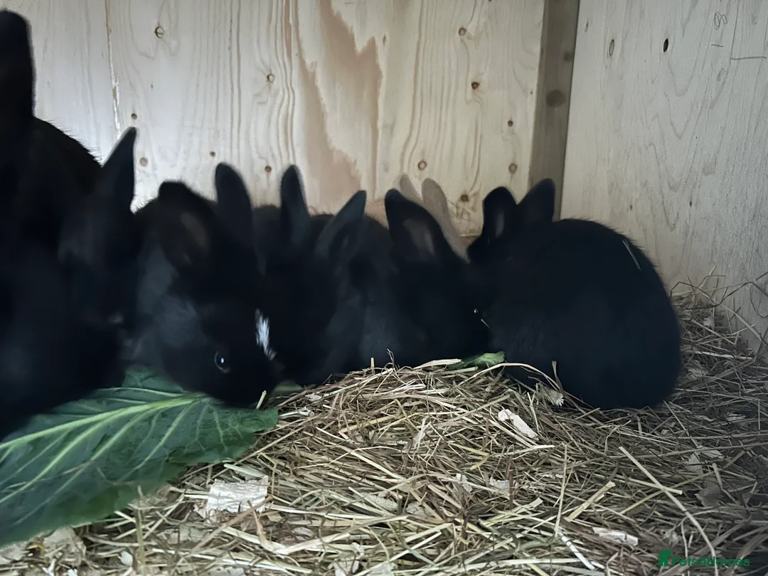 Continental Giant rabbits for sale: Continental giant doe ready now  - Advert 1