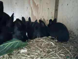 Continental Giant rabbits Continental giant doe ready now - Advert 9