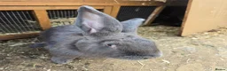 Continental Giant rabbits for sale: Continental Giant Rabbit Kits Bookings Now Open 🐰 - Advert 25