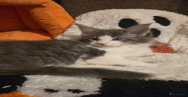Maine Coon cats - Advert 5