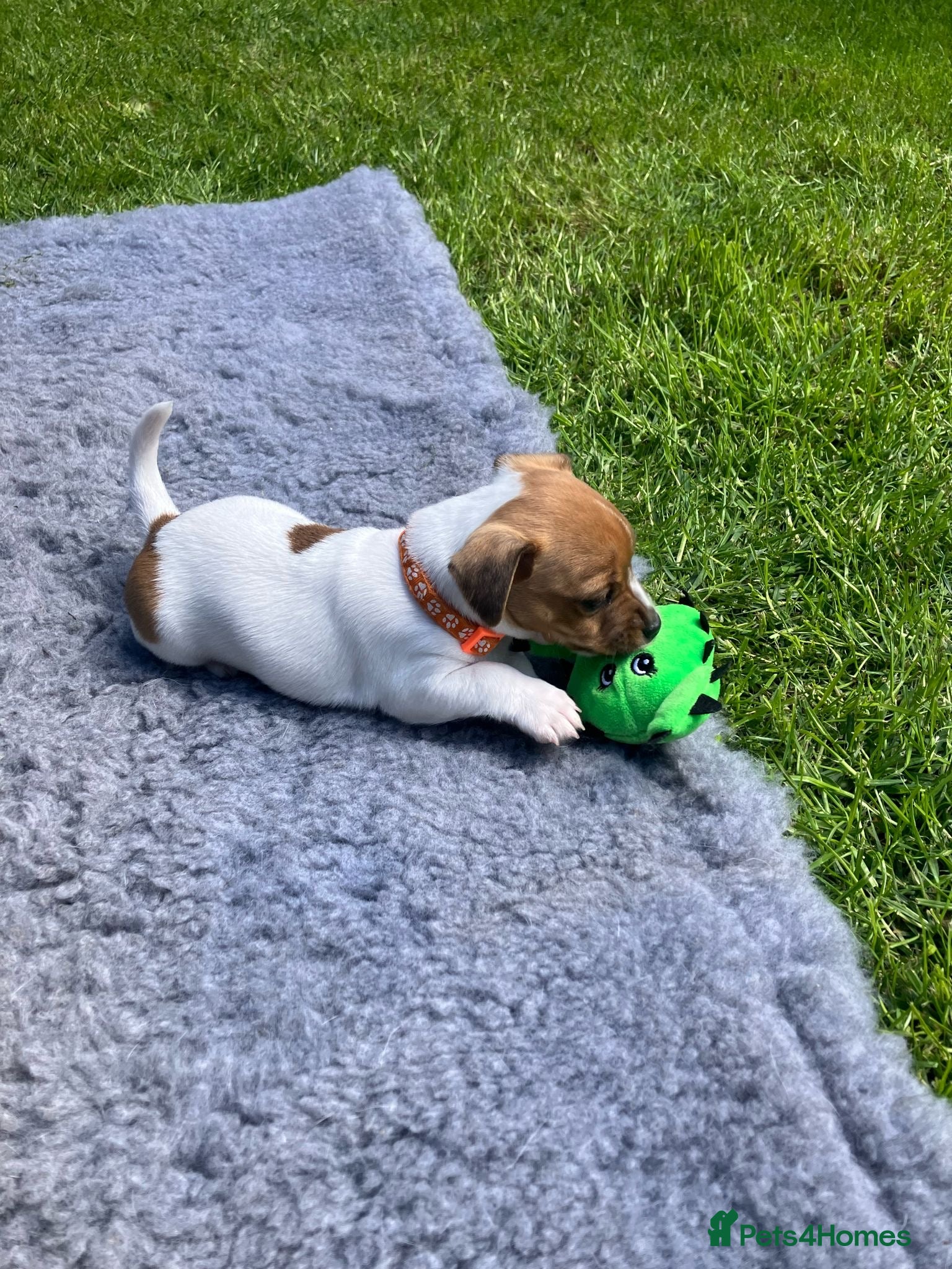 Jack Russell dogs Only 2 Remaining Stunning Jack Russell Puppies  - Advert 1