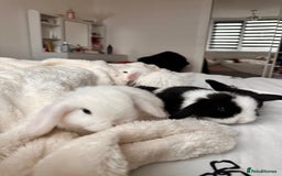 Mini Lop rabbits for sale: Mini lop bunnies for sale! - Advert 7