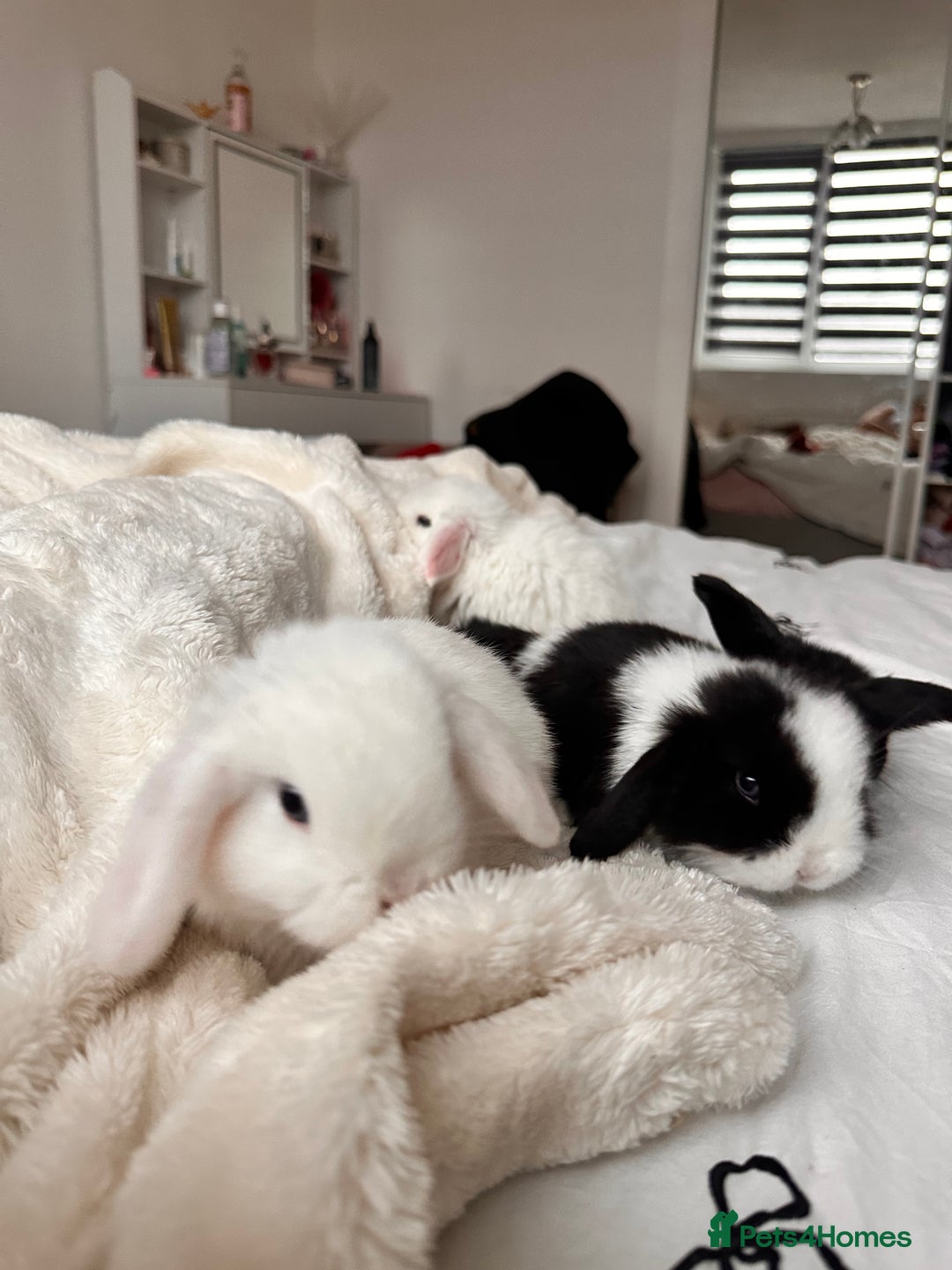 Mini Lop rabbits for sale: Mini lop bunnies for sale! - Advert 7