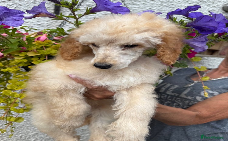 Miniature Poodle dogs in Lanark - Advert 5