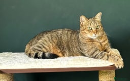 Domestic Shorthair cats for sale: Loving home wanted - Image 3