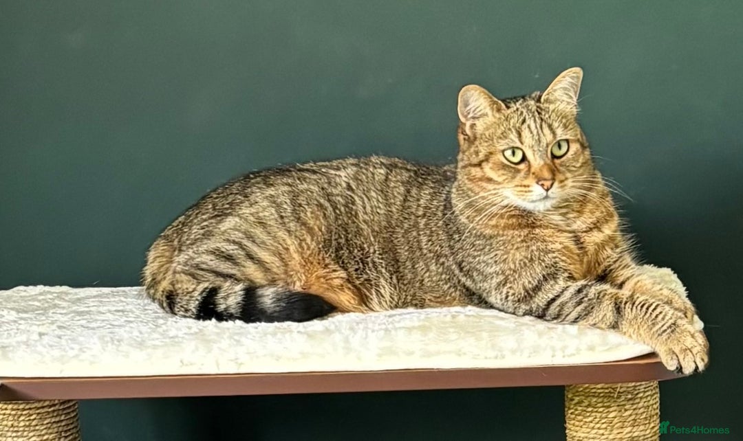 Domestic Shorthair cats for sale: Loving home wanted - Image 3