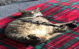 Domestic Shorthair cats for sale: Sweet boy free to a good home - Image 10