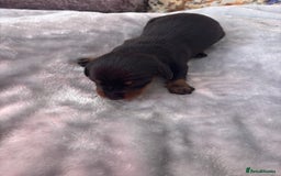 Miniature Dachshund dogs for sale: Miniature dachshund smooth hair pups  - Image 11