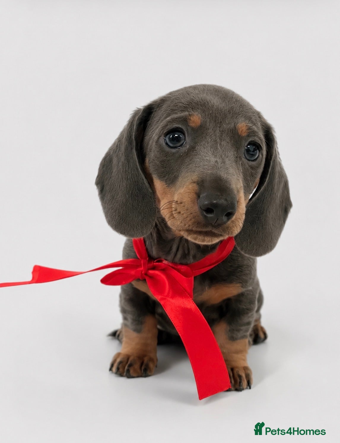 Miniature Dachshund dogs Kc reg miniature smooth haired dachshund  - Advert 12