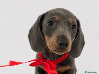 Miniature Dachshund dogs Kc reg miniature smooth haired dachshund - Advert 12