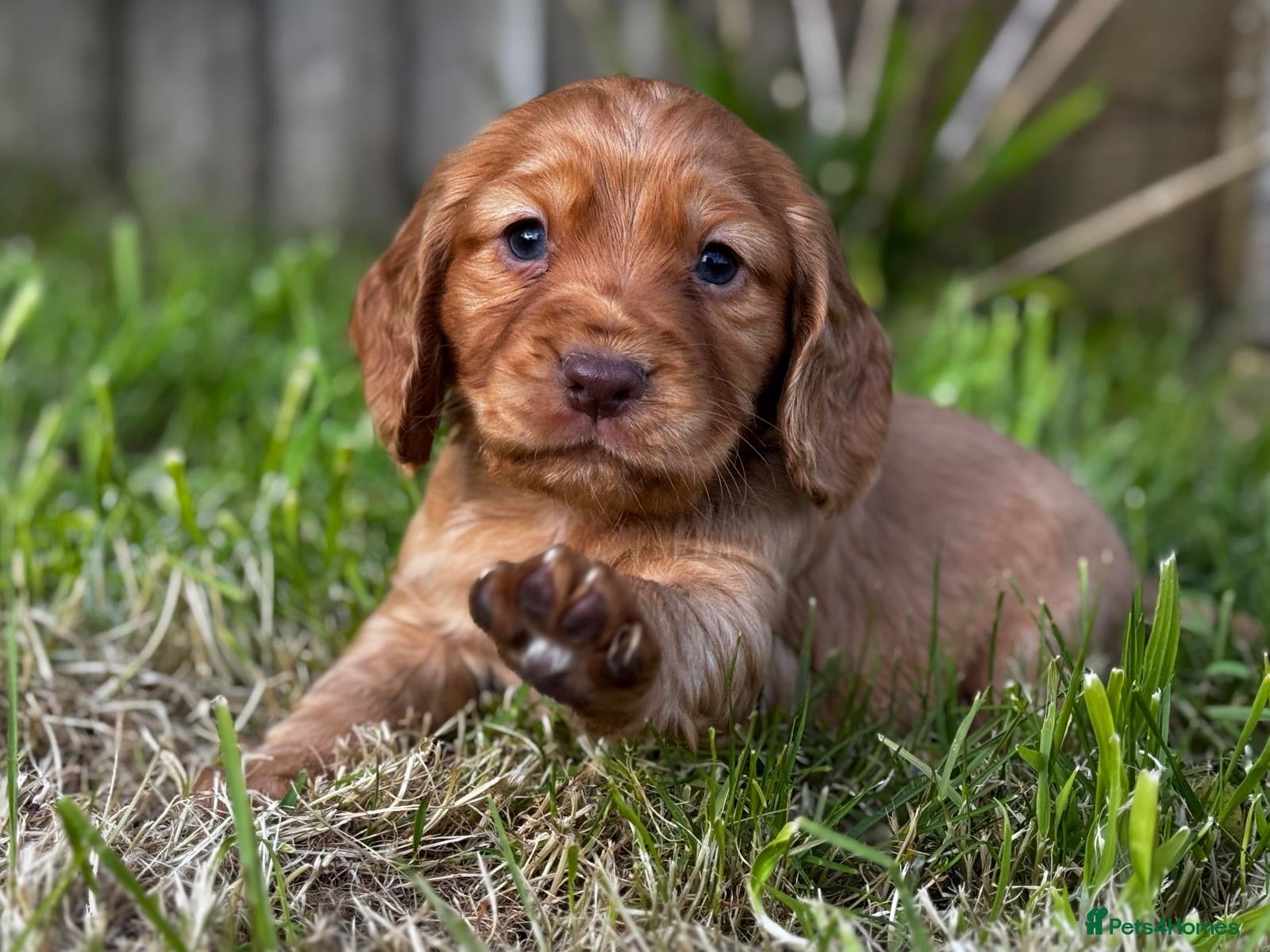 Cocker Spaniel dogs Working cockers spaniel  - Advert 12