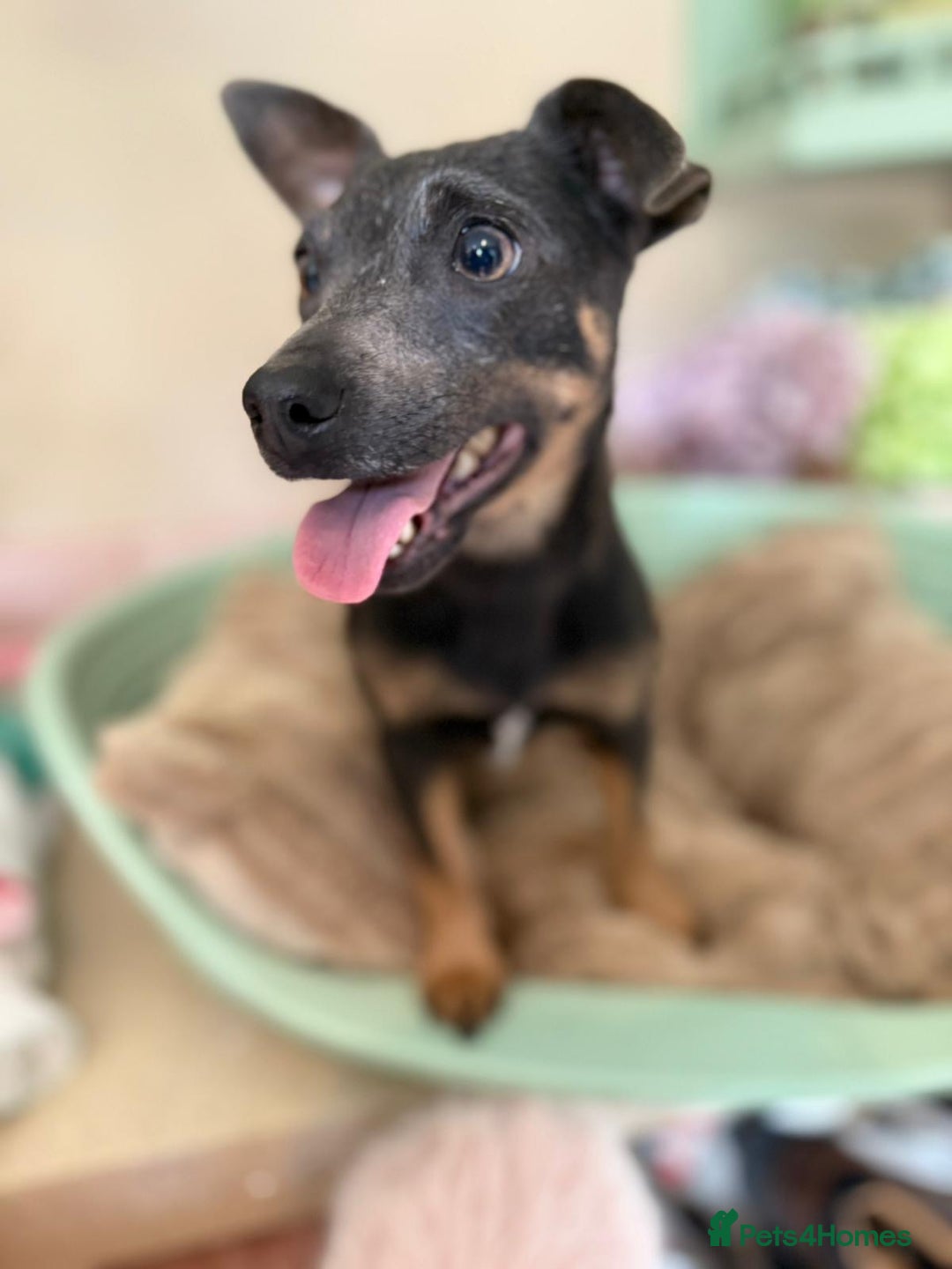 Jack Russell dogs for sale: Beautiful blue and tan 2.5 year old girl  - Image 4