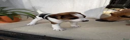 Jack Russell dogs for sale: Gorgeous Smooth-Coated Jack Russell Puppies 🐾 - Advert 10