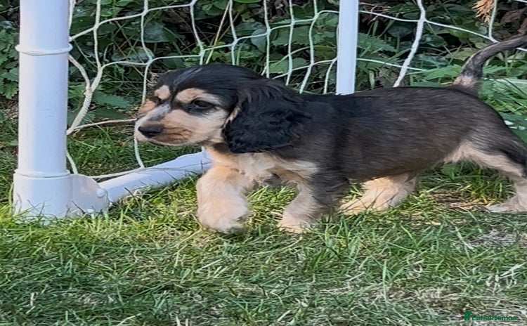 Cocker Spaniel dogs - Advert 16
