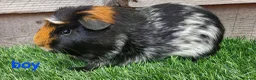 Guinea Pig rodents for sale: 3 beautiful tri guinea pigs - Advert 6