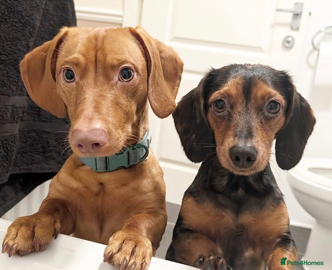 Mixed Breed dogs for sale: Lennie  - Advert 1