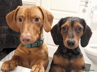 Mixed Breed dogs Lennie - Advert 1