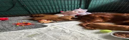 Irish Setter dogs for sale: Irish Setter Puppy - Advert 17