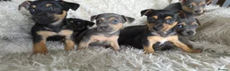 Jack Russell dogs for sale: Lilac and tan/black and tan Jack Russel puppies  in Eastbourne - Advert 11