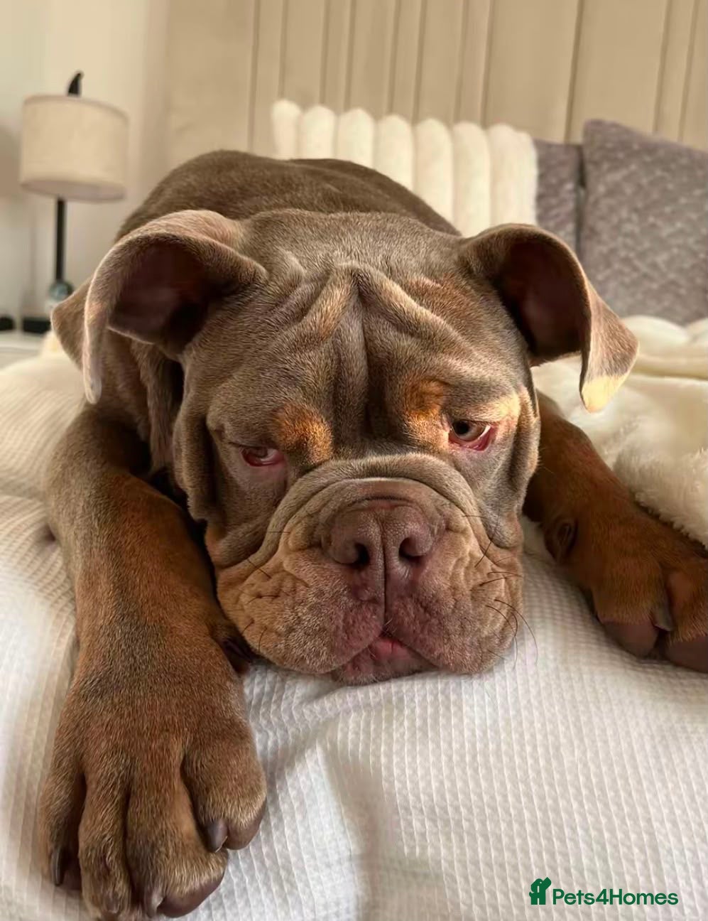 Olde English Bulldogge dogs Olde tyme English bulldog - Advert 6