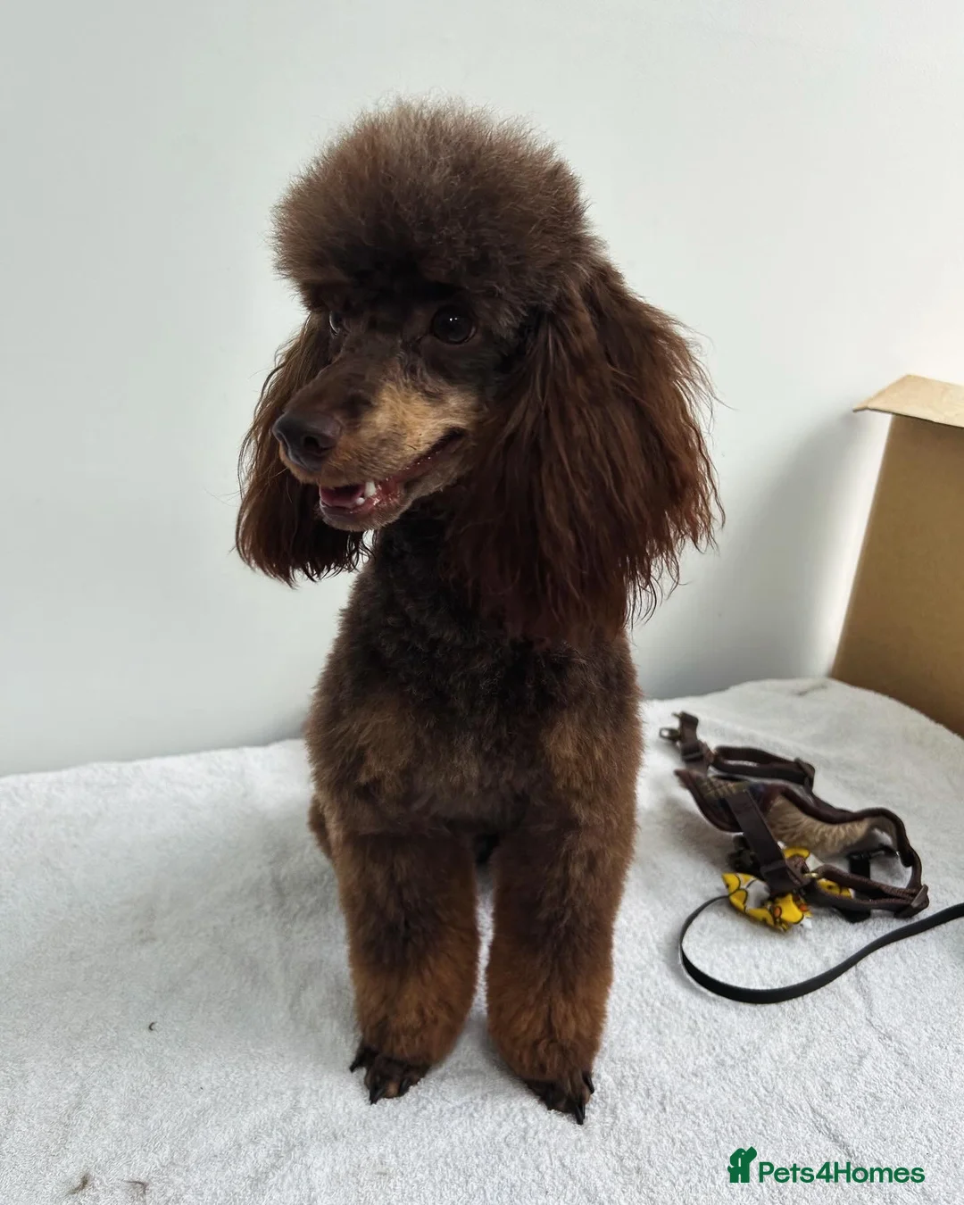 Miniature Poodle dogs for stud: KC TOY CHOCOLATE PHANTOM POODLE in Willenhall - Advert 6