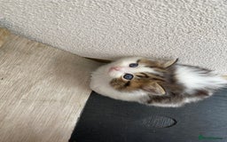 RagaMuffin cats for sale: Beautiful ragdoll x kittens 1 LEFT READY NOW - Image 35
