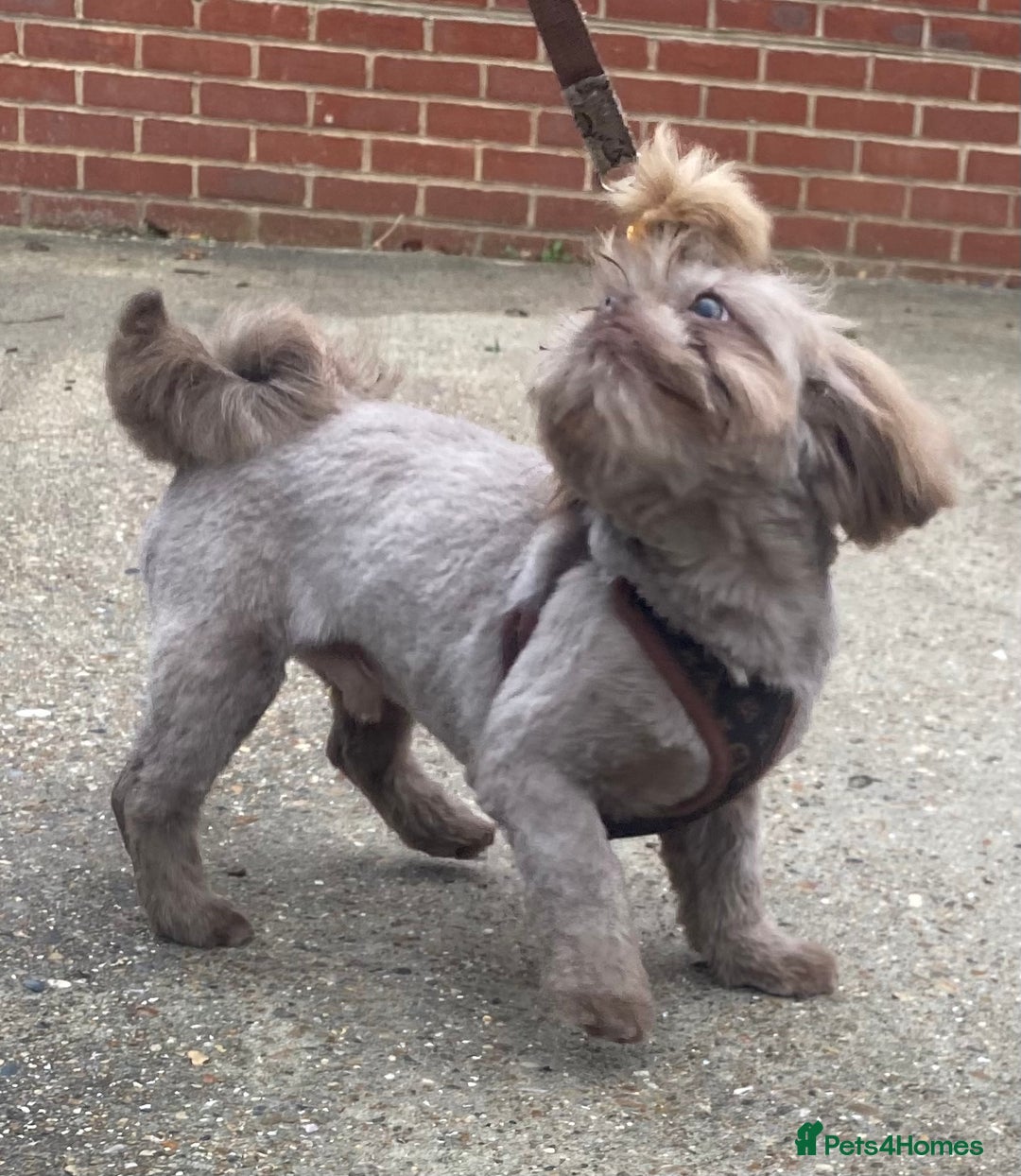 Shih Tzu dogs for stud: KC Lilac Imperial Shih Tzu for Stud in Chislehurst - Advert 22