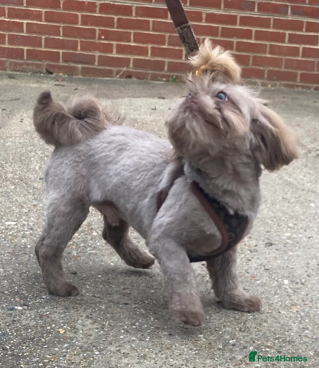 Shih Tzu dogs for stud: KC Lilac Imperial Shih Tzu for Stud in Chislehurst - Advert 22