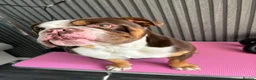English Bulldog dogs for stud: Bulldog for stud in Manchester - Advert 1