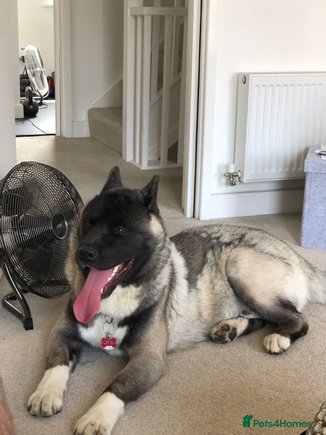 Akita dogs for sale: 4 year old Akita  - Image 25