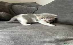 British Shorthair cats for sale: British shorthair cross - Image 6
