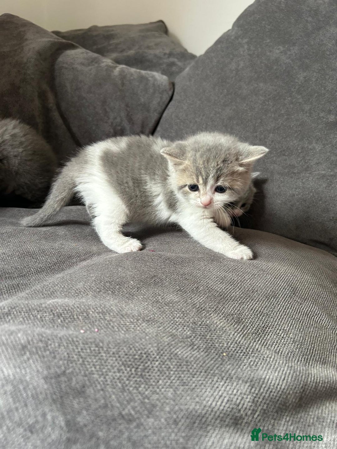 British Shorthair cats for sale: British shorthair cross - Image 6