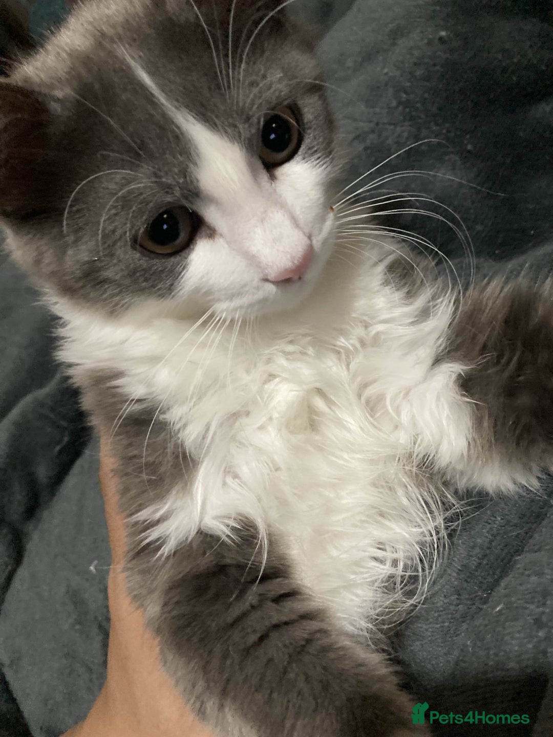British Longhair cats for sale: british long hair  - Image 6