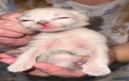 Ragdoll cats for sale: Gorgeous Ragdoll Cross Kittens - Image 3