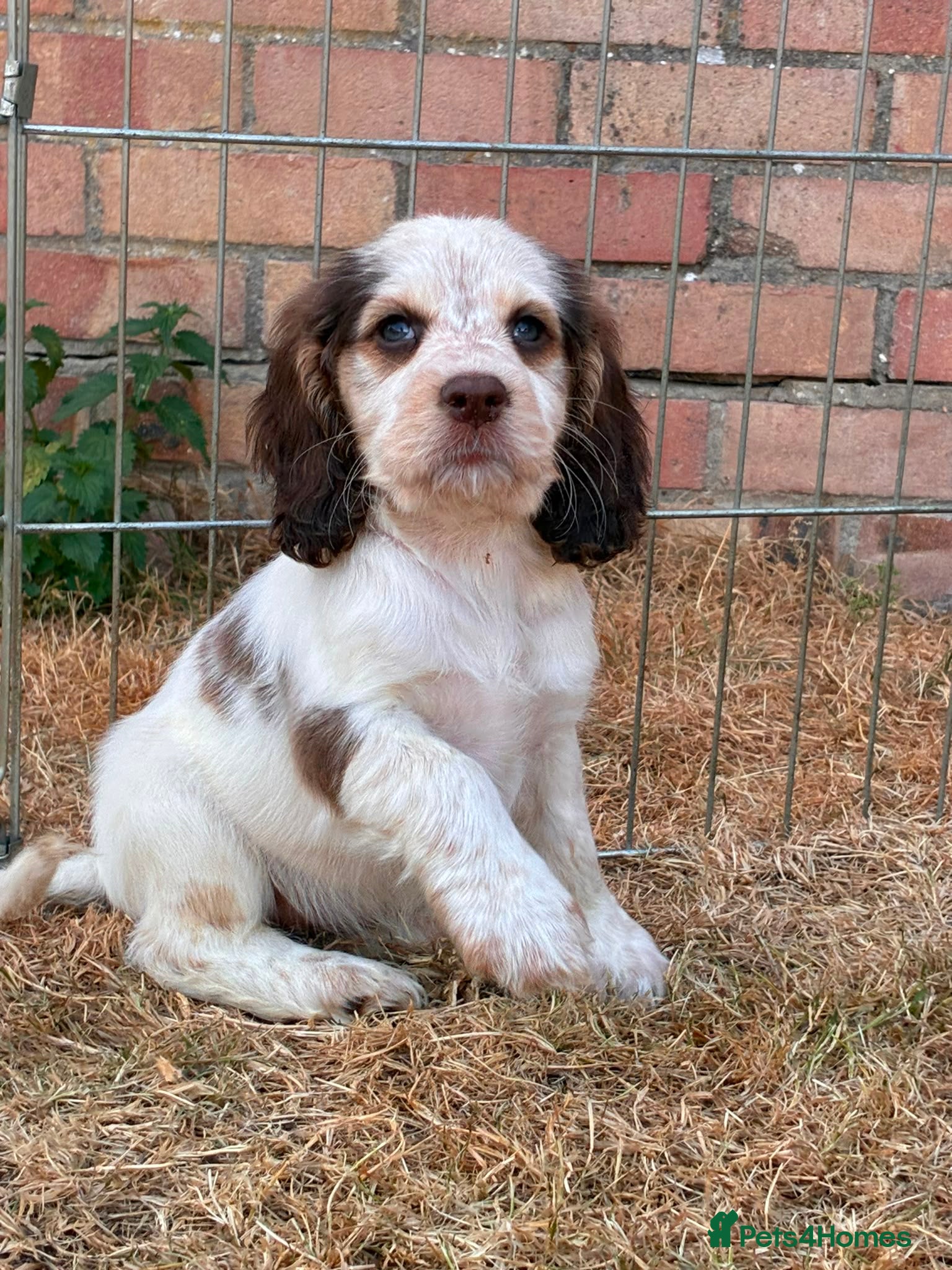 Cocker Spaniel dogs Stunningly beautiful spaniels  - Advert 2