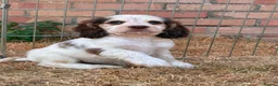 Cocker Spaniel dogs for sale: 2 Beautiful girls left! Ready to leave - Advert 11