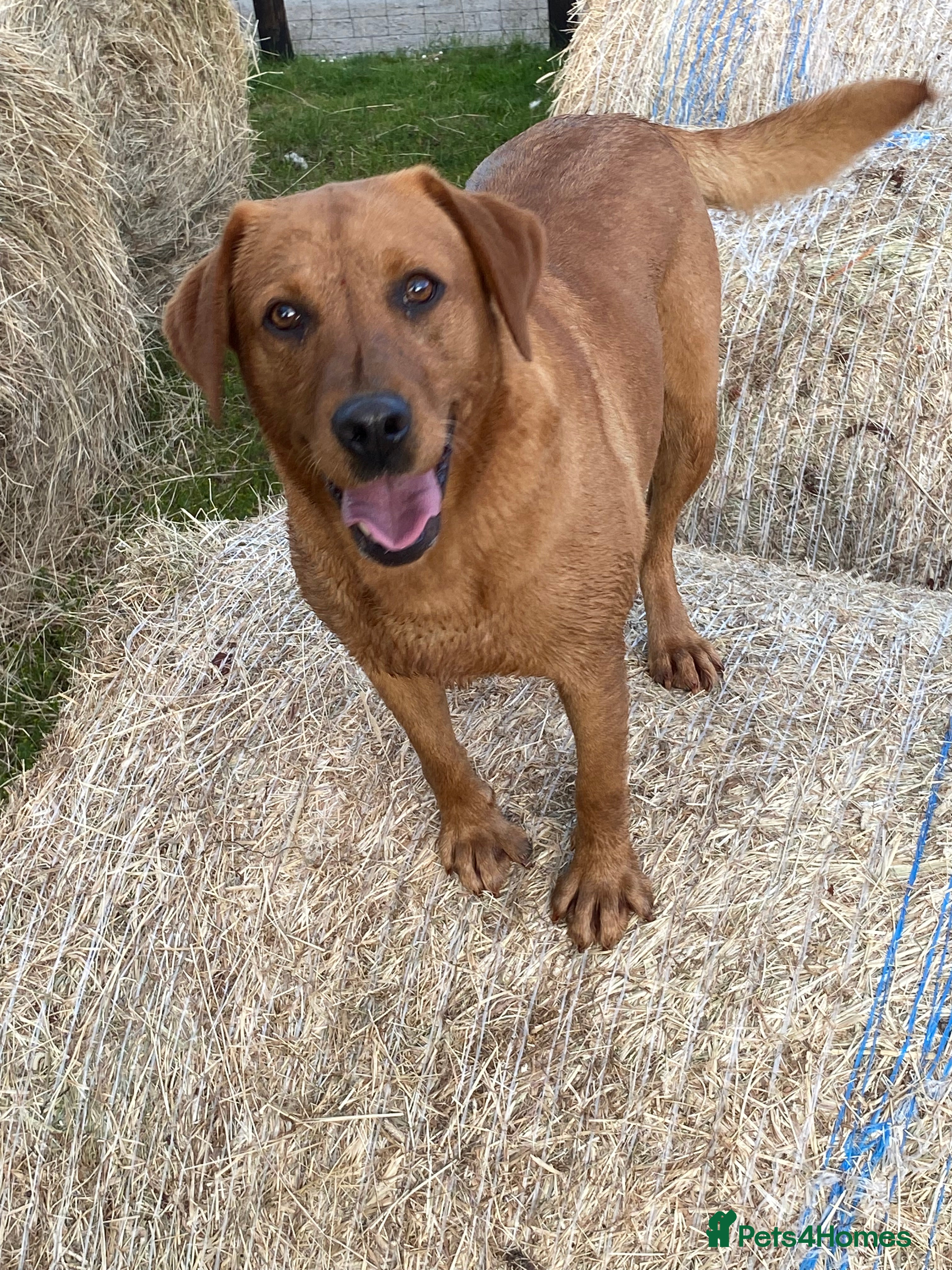 Labrador Retriever dogs Adult Labrador  - Advert 1