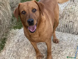 Labrador Retriever dogs Adult Labrador - Advert 1